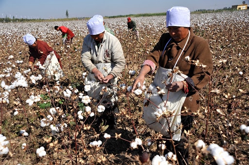People picking cotton